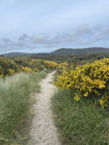 Hiking trail along the Oregon dunes