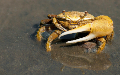 Everything You Need to Know About Crabbing in Oregon