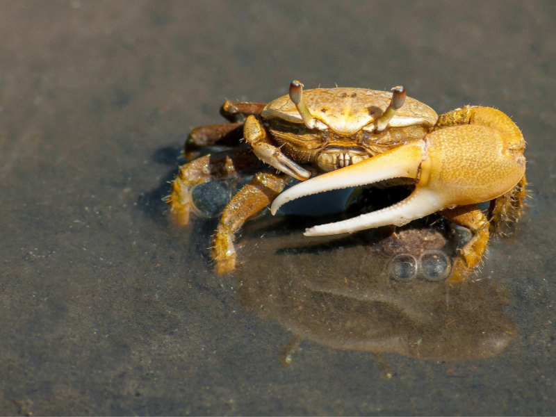 crabbing in oregon